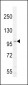 CD130 Antibody (C-term)